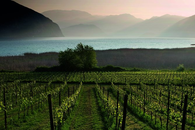 Bergamo and Franciacorta with lunch and cellar visit - Franciacorta, a cellar visit with two DOCG tastings