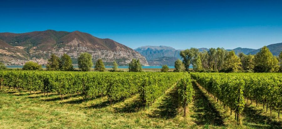 From Milan: Full Day in Franciacorta. 2 Wineries & Lunch - Lunch by Lake Iseo in Clusane