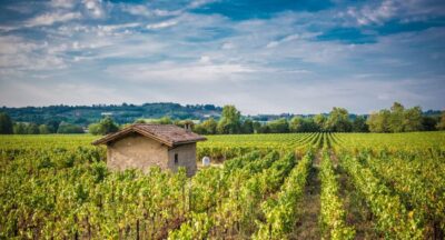 Full Day in Franciacorta. 2 Wineries & Lunch