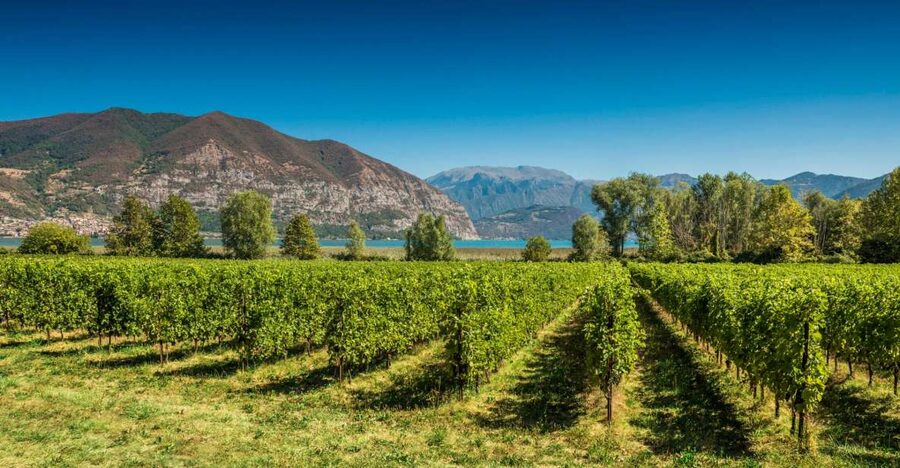 From Milan: Full Day in Franciacorta. 2 Wineries & Lunch - The second winery and the Franciacorta story