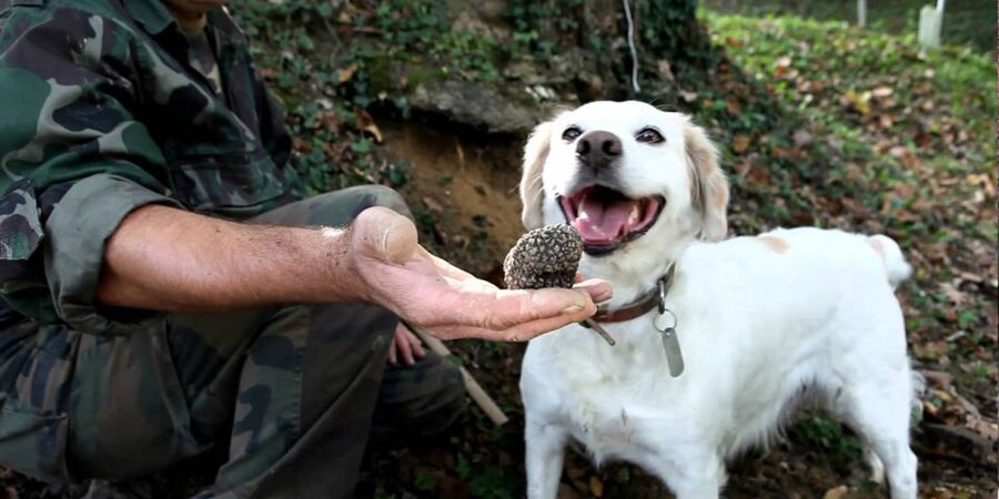 Full-Day Barbaresco Wine Tour with Truffle Hunting and Lunch - Should you book the Barbaresco and truffle day?