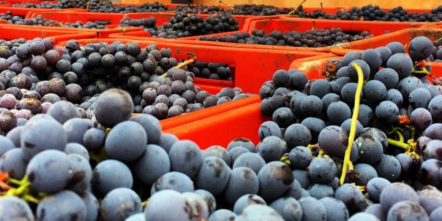 Full-Day Barbaresco Wine Tour with Truffle Hunting and Lunch - Barbaresco village and the vineyard views