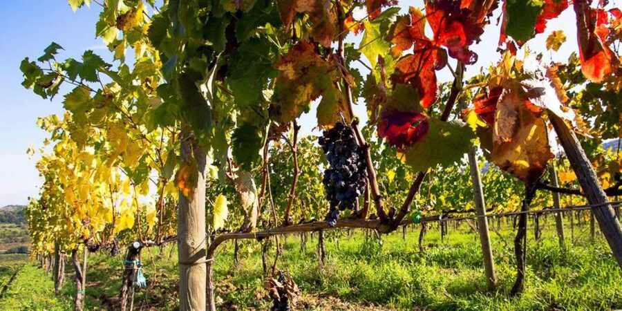 Full-Day Barbaresco Wine Tour with Truffle Hunting and Lunch - What the $968.88 price means