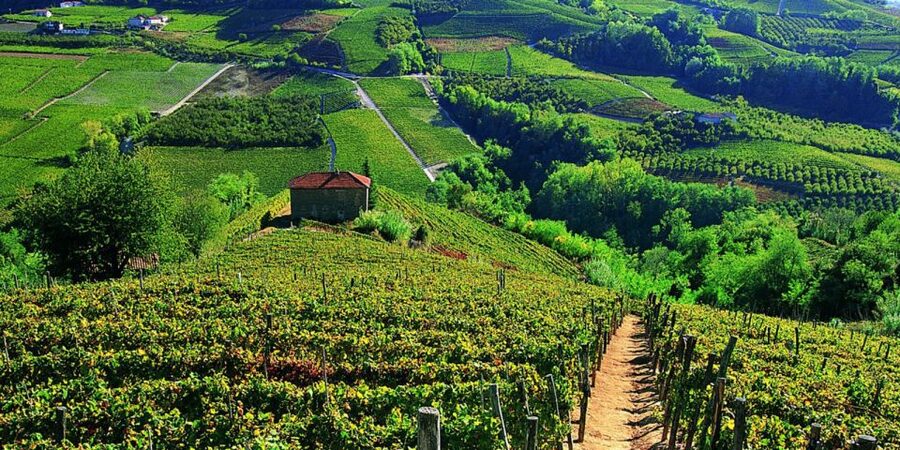 Full-Day Barbaresco Wine Tour with Truffle Hunting and Lunch - Booking details worth checking