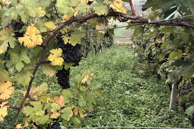 Lake Como & UNESCO Dry-stone Walls Vineyards - Morbegno and the cost of a local lunch
