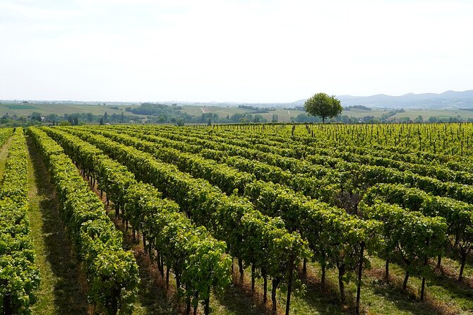 Lake Iseo & Franciacorta Winery. Scenic & Wine Tasting tour - Brescia adds a useful alternative
