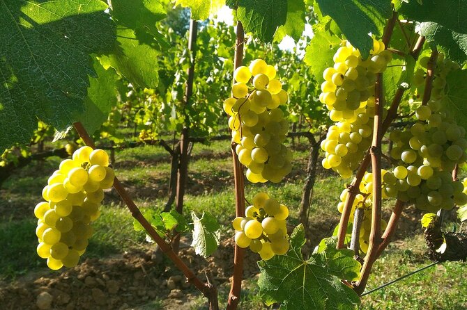 Lake Iseo & Franciacorta Winery. Scenic & Wine Tasting tour - Is the $227.08 price good value?