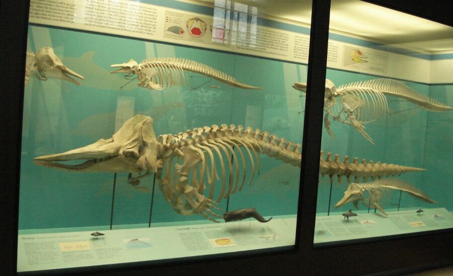 Milan: Natural History Museum Entry Ticket & Audio Guide - A science museum inside Milan’s old public gardens