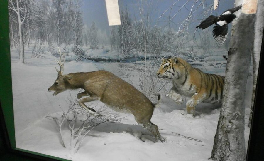 Milan: Natural History Museum Entry Ticket & Audio Guide - Who will enjoy this museum most?