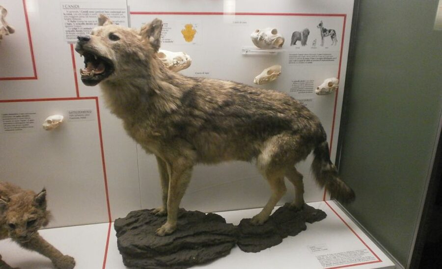 Milan: Natural History Museum Entry Ticket & Audio Guide - What your two-hour visit actually covers