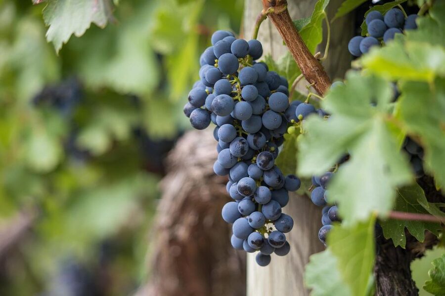 Milan: Wine Tasting with an Italian Sommelier - What the one-hour schedule feels like