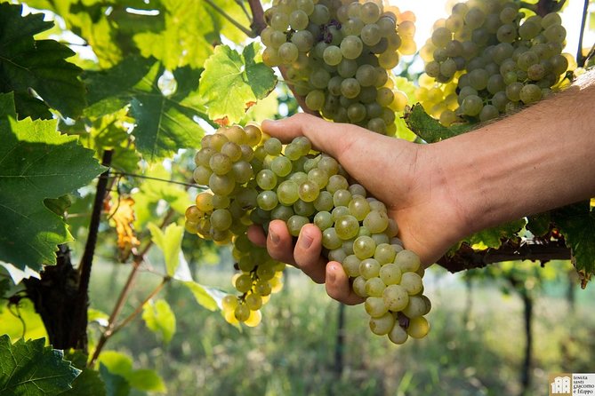 Wine Class and Tasting in Milan - Semi Private tour - Meeting Massimo at 4 pm on Via L. Cagnola